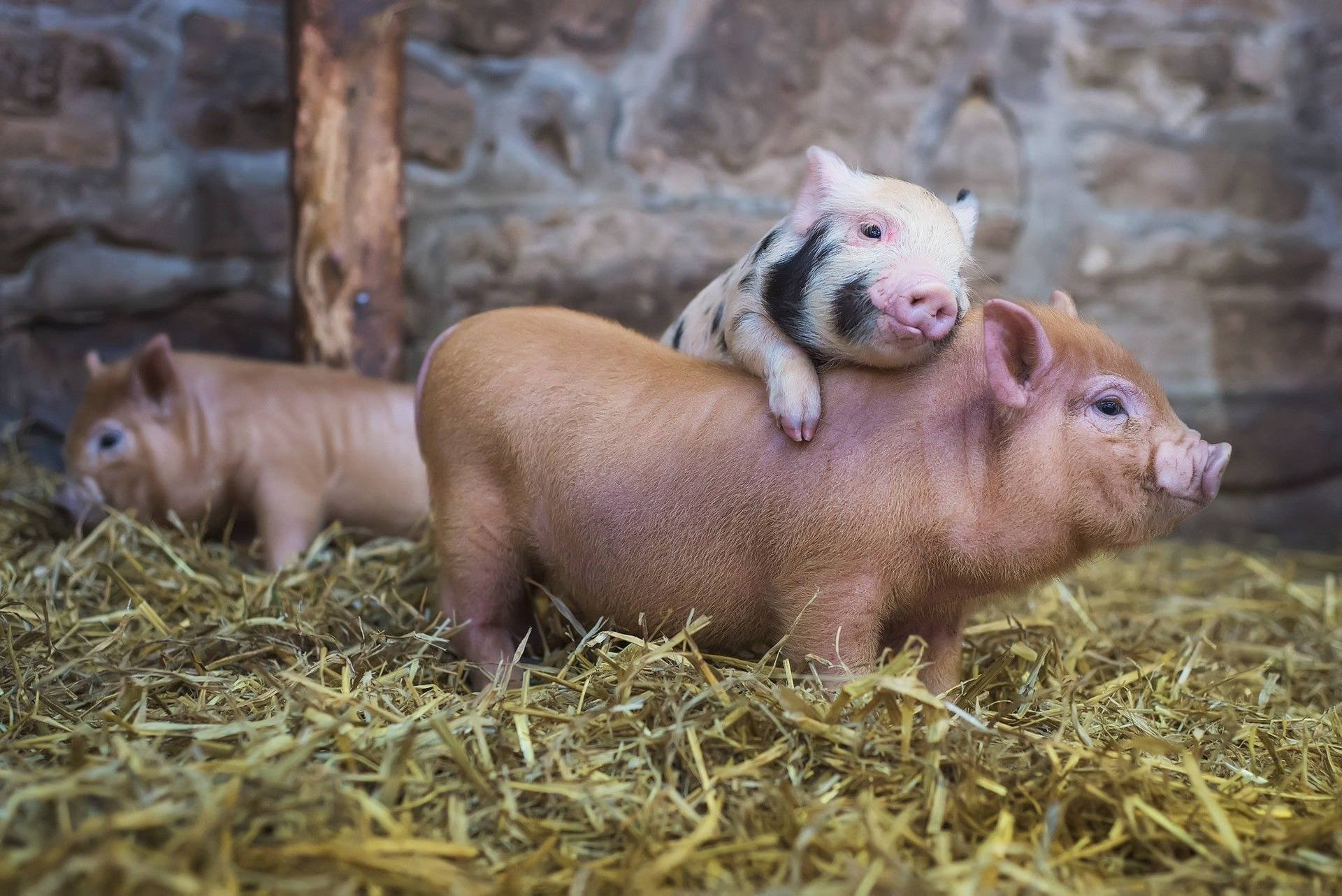 Fun Snapshot Of A Farm Animal Background