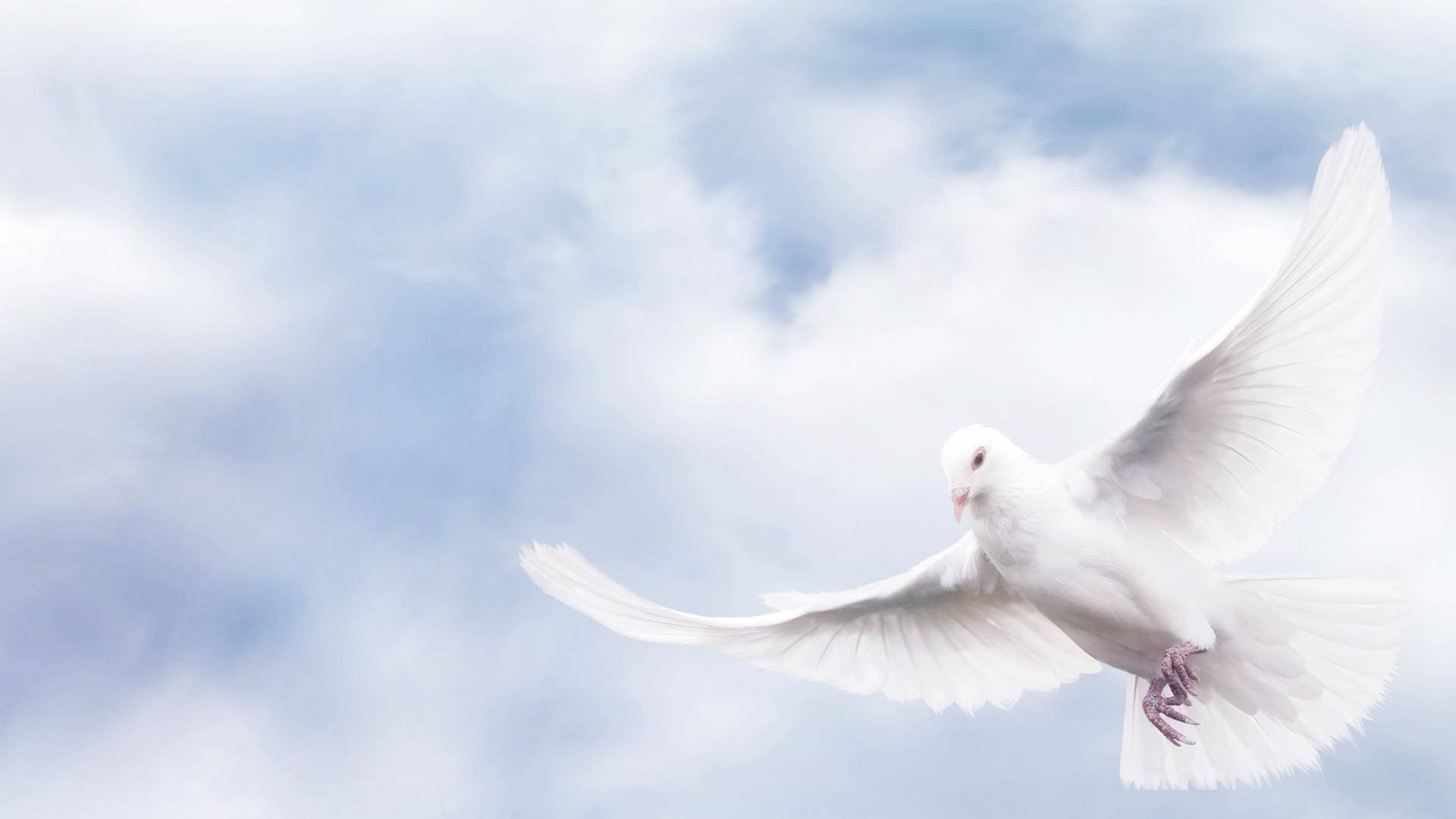 Funeral Peace Dove Background