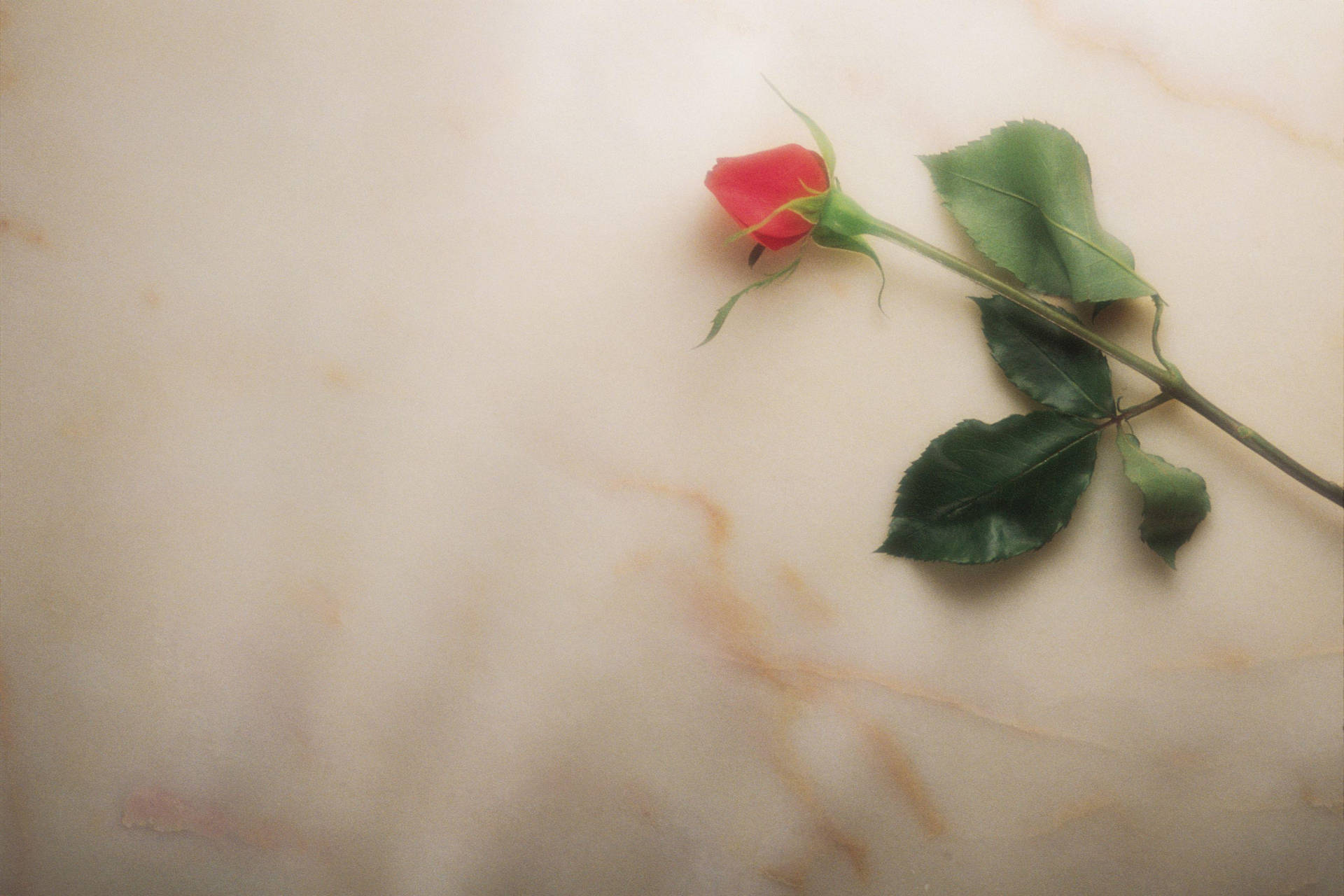 Funeral Rose On Marble