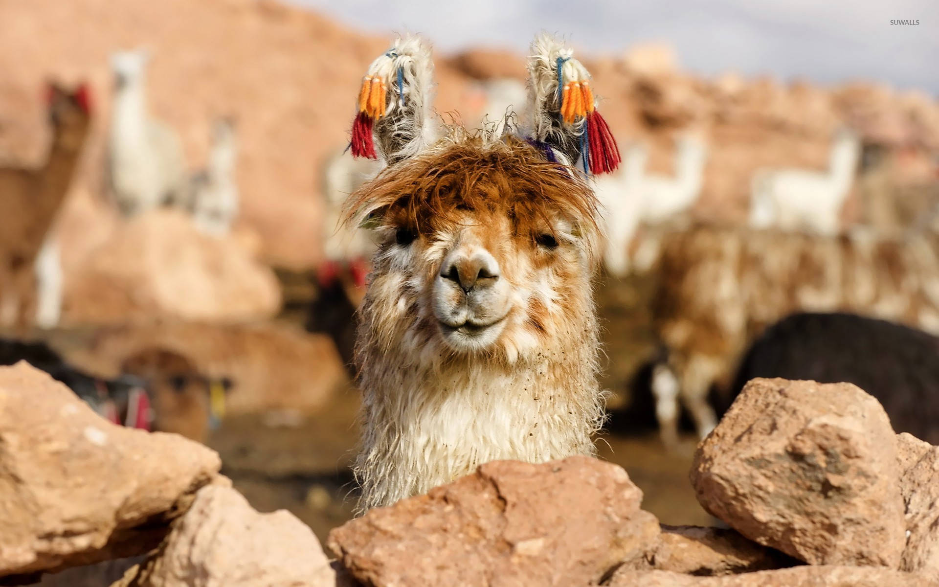 Funky Llama Wearing A Traditional Headdress Background