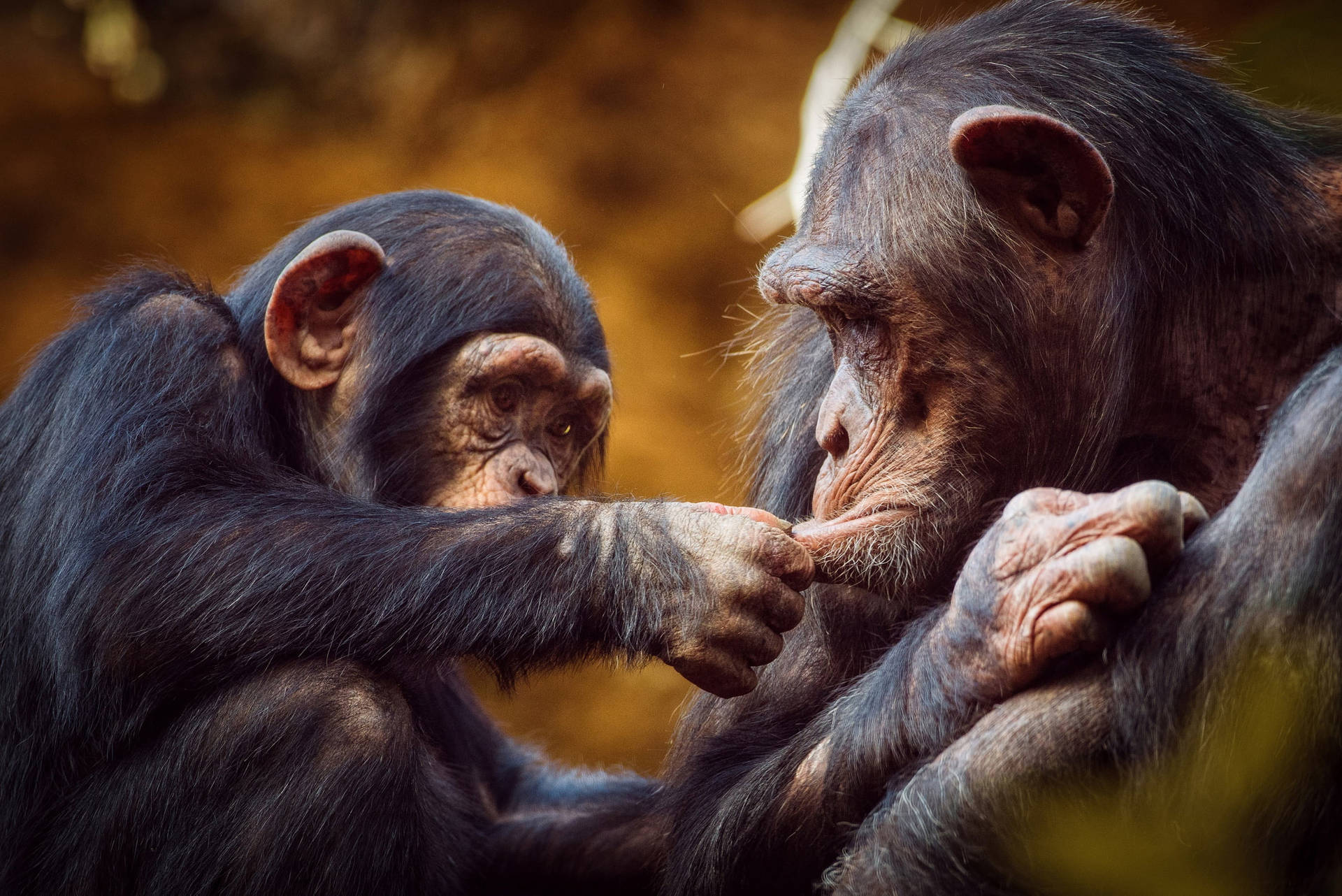 Funny Baby And Mother Chimpanzee Background