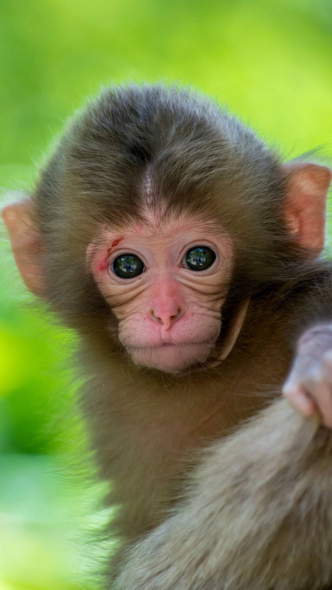 Funny Baby Monkey Background