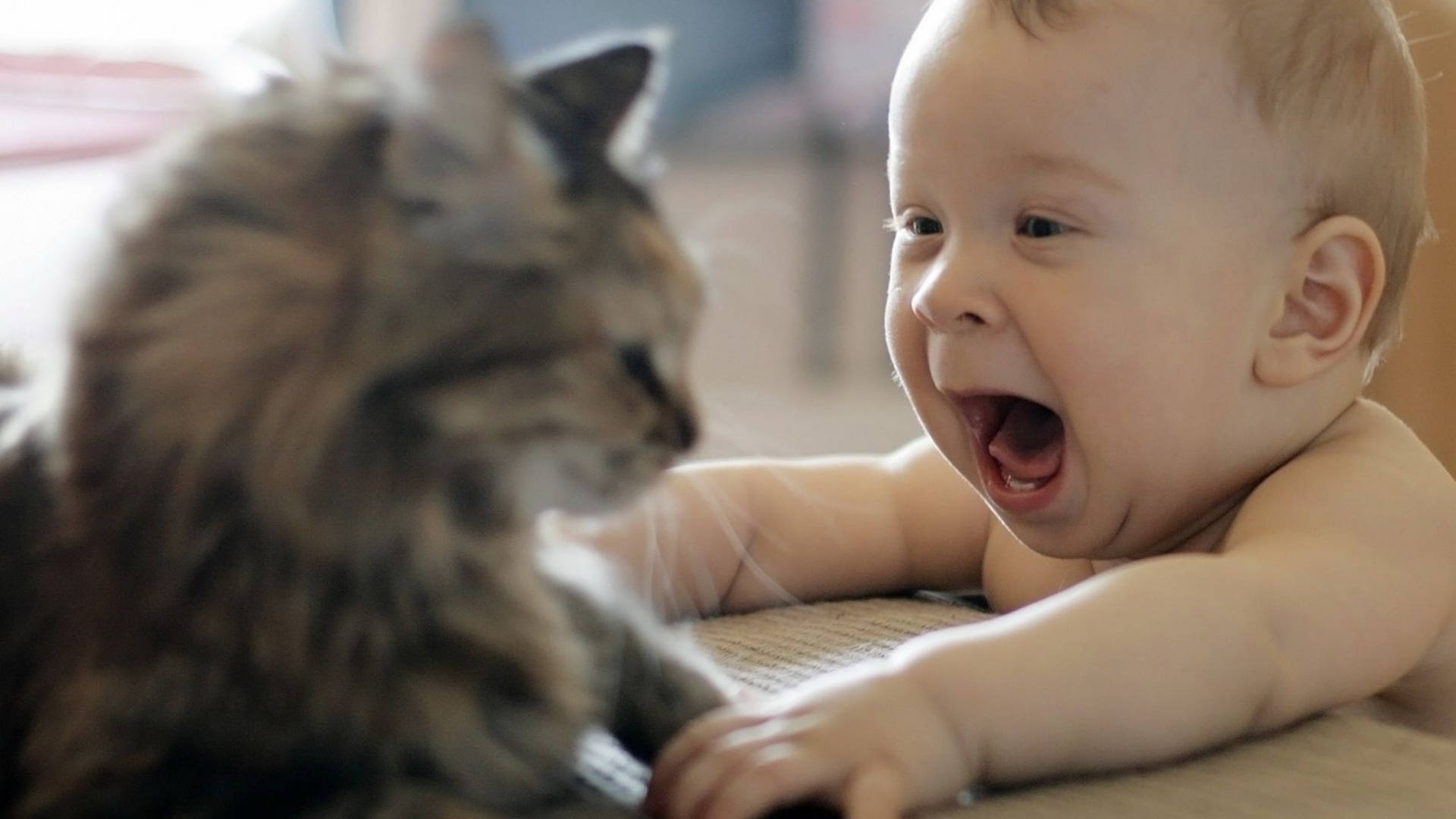 Funny Baby With Cat