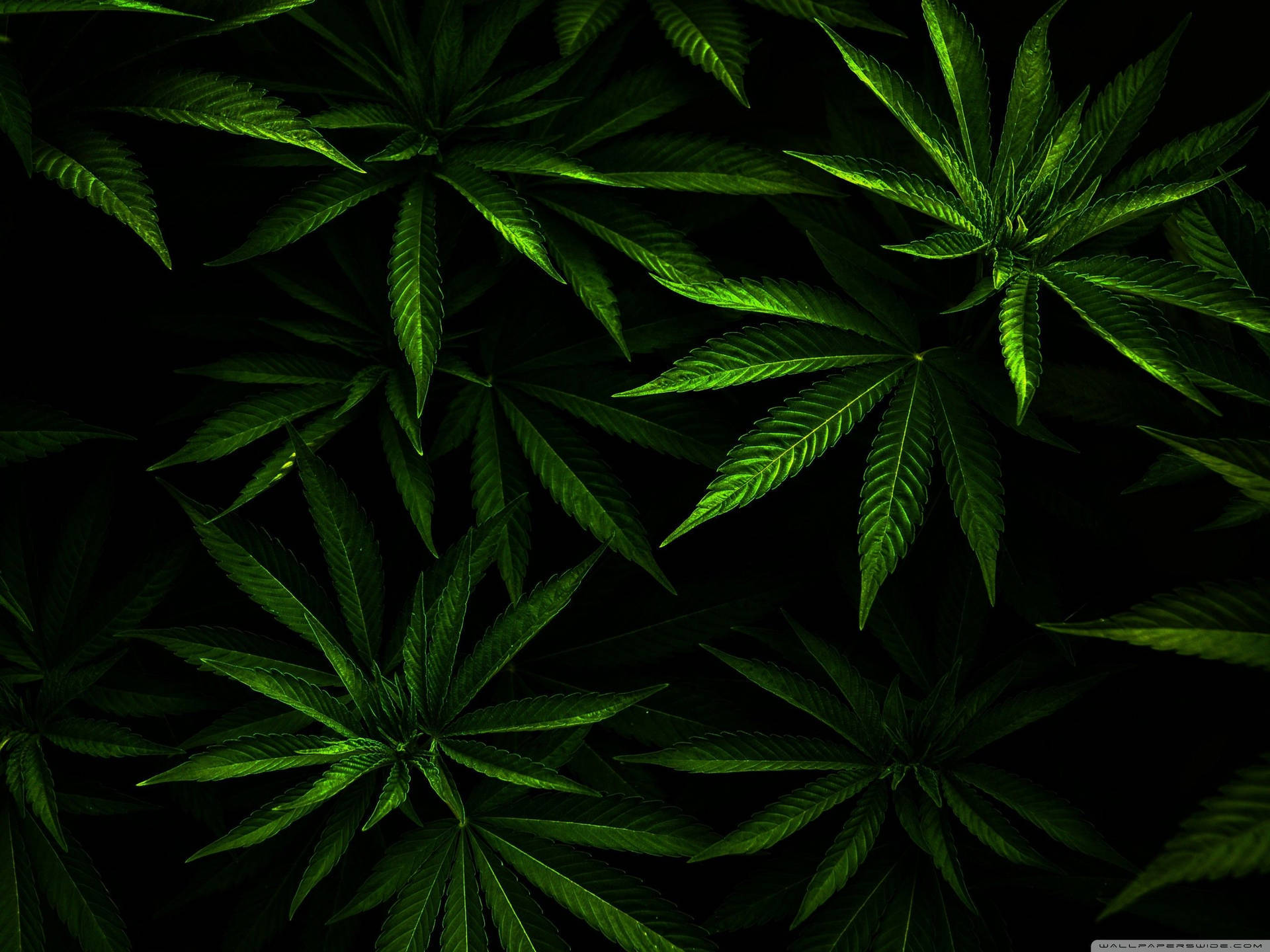 Funny Black Weed Background