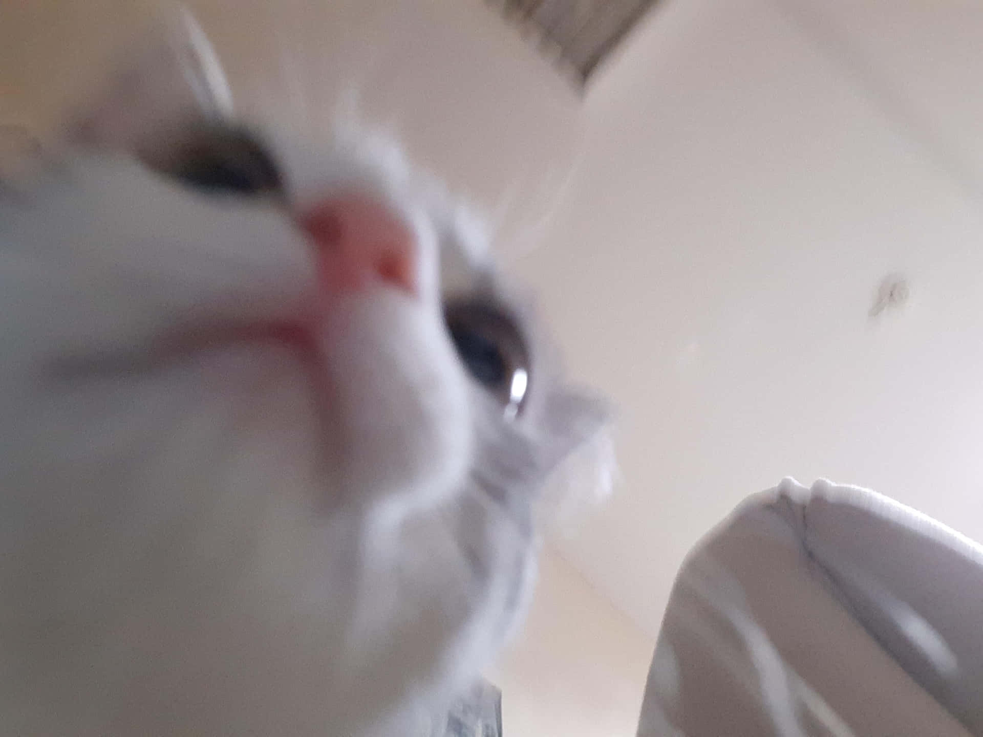Funny Blurry Cute Cat Pfp