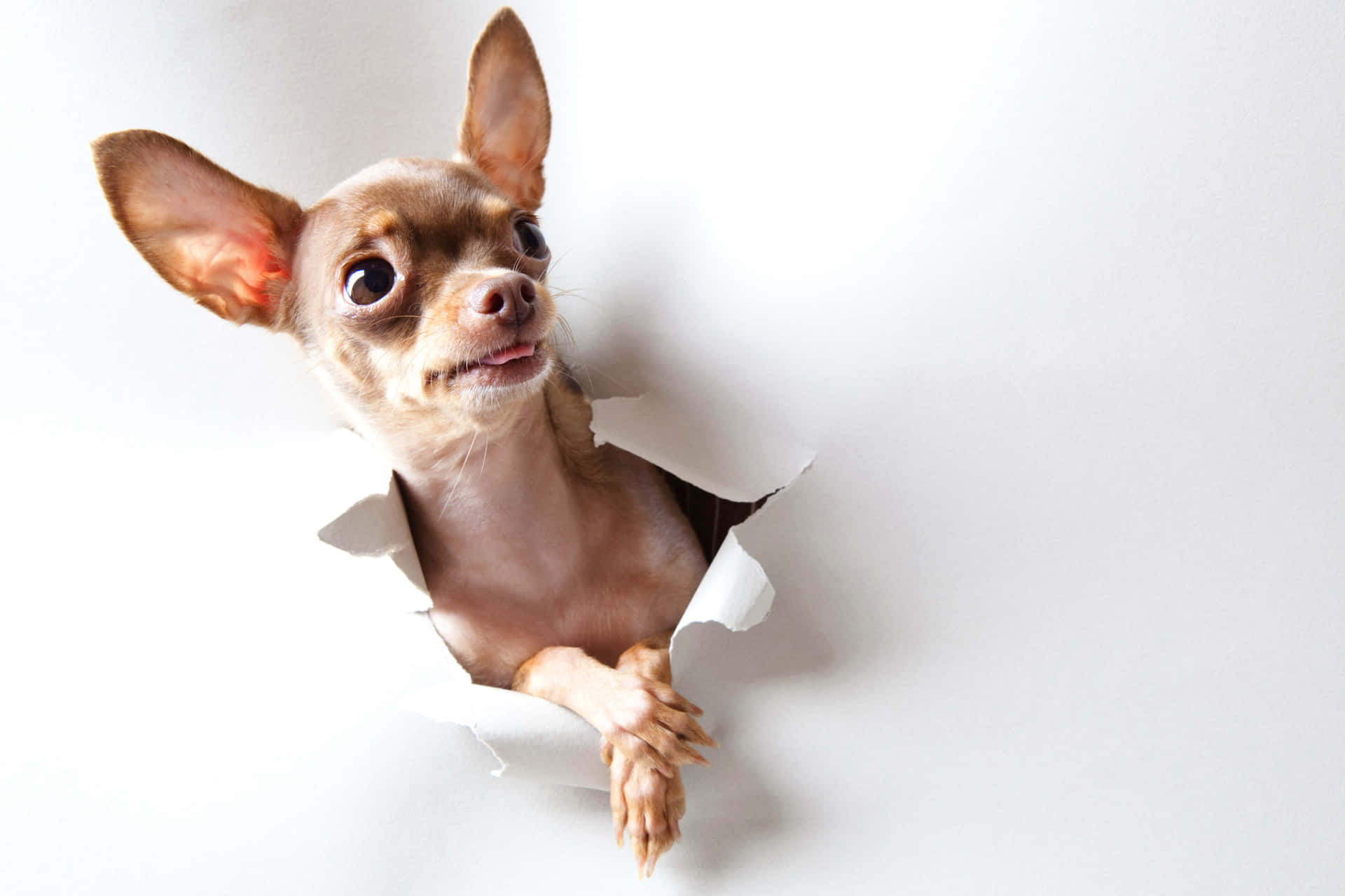 Funny Brown Chihuahua Dog Background