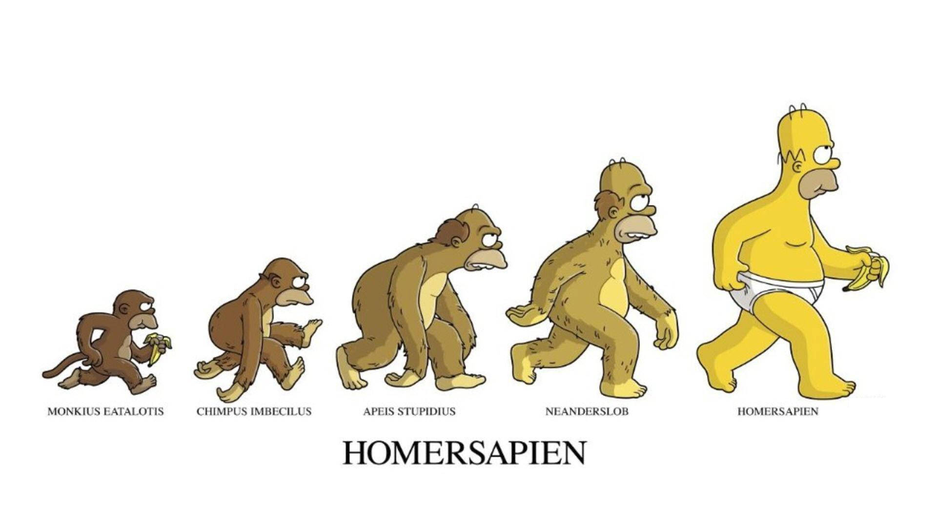 Funny Cartoon Evolution With Homer Simpson Background