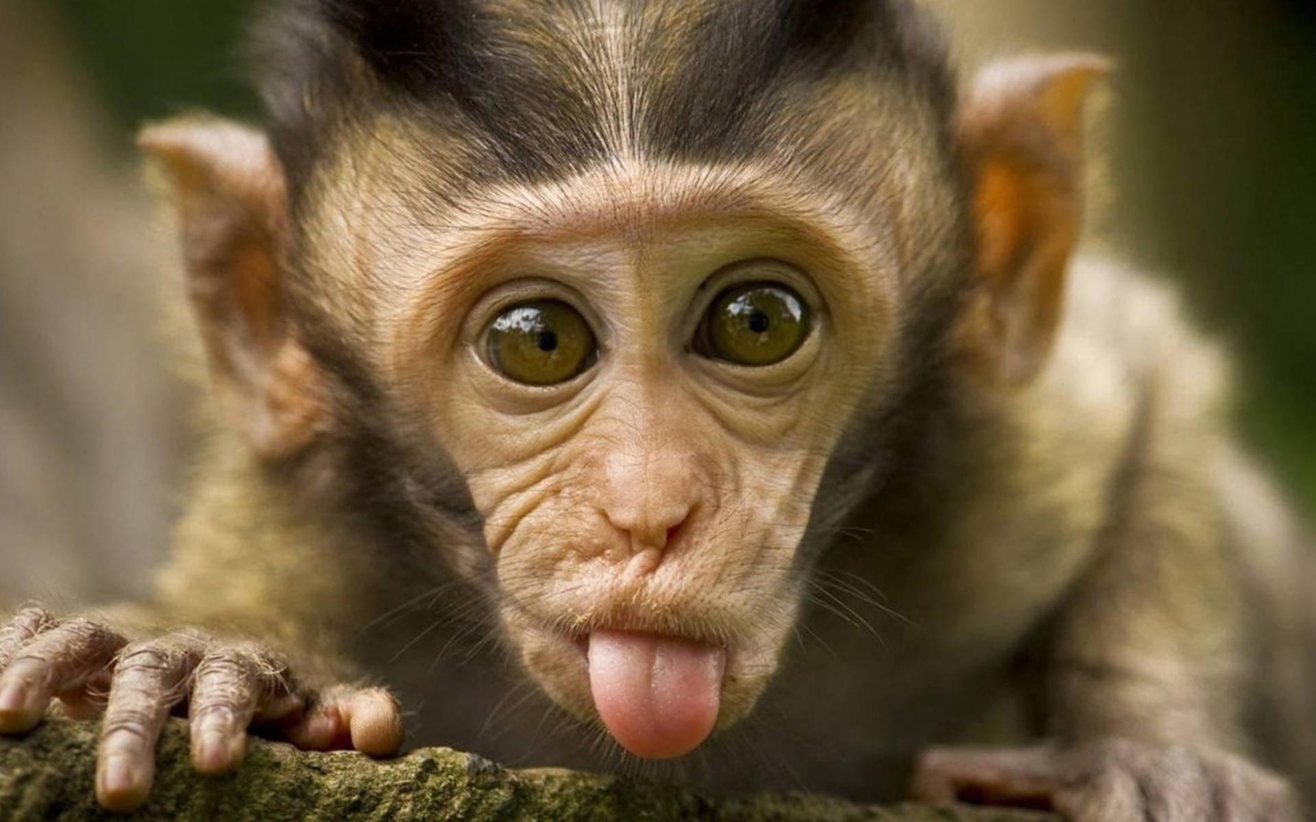 Funny Chimpanzee Face Expression Background