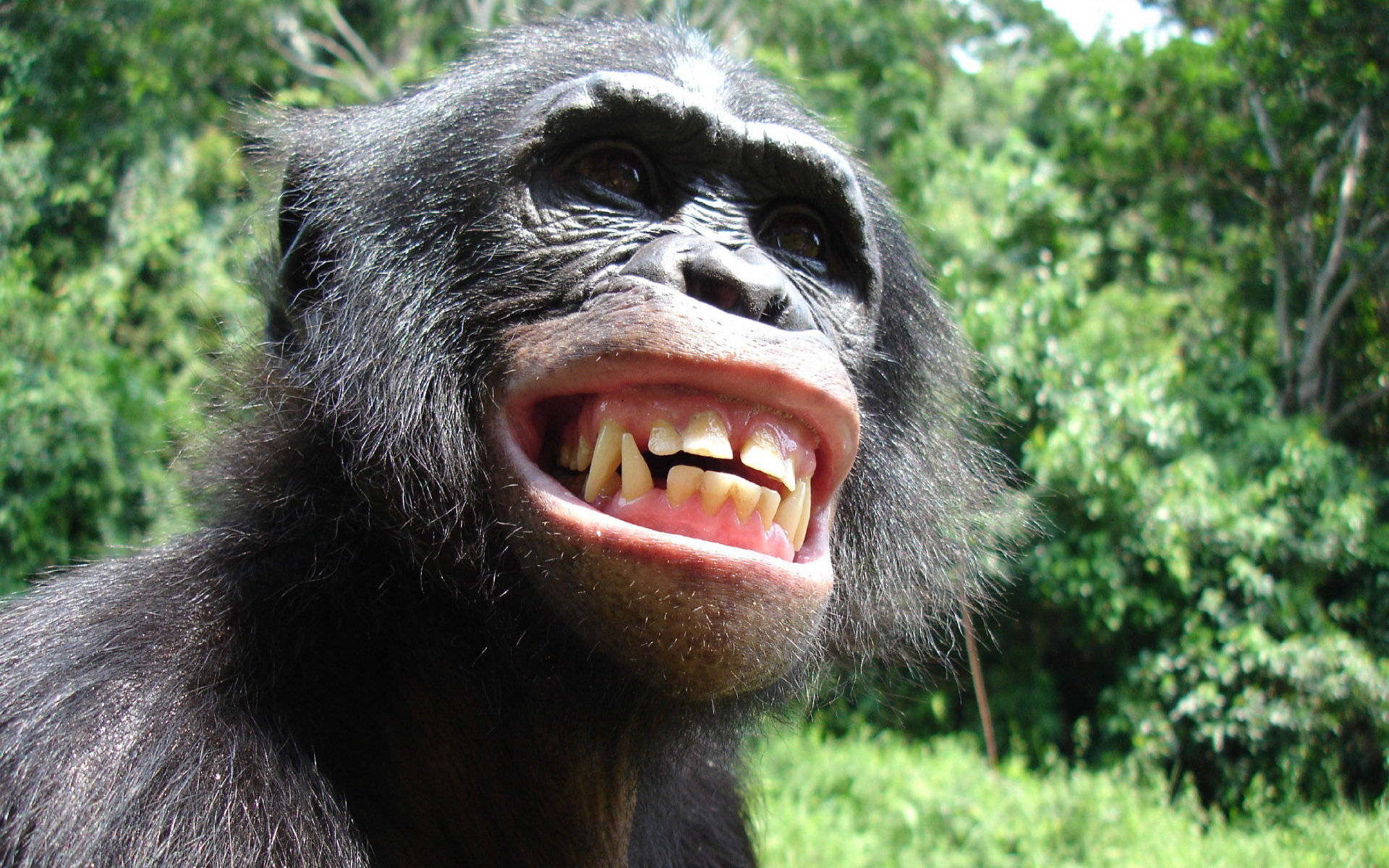 Funny Chimpanzee Smile