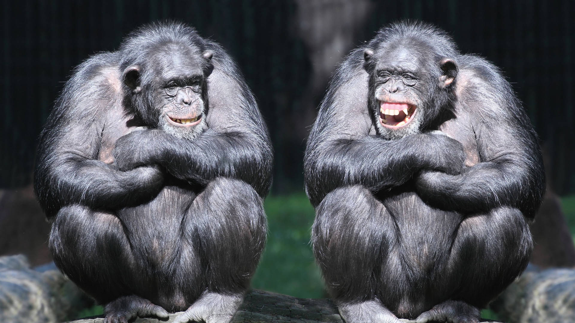 Funny Chimpanzees Smiling Face Background