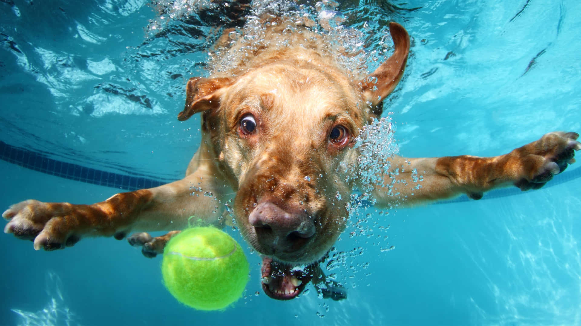 Funny Cute Animals Dog Swimming Tennis Ball Background