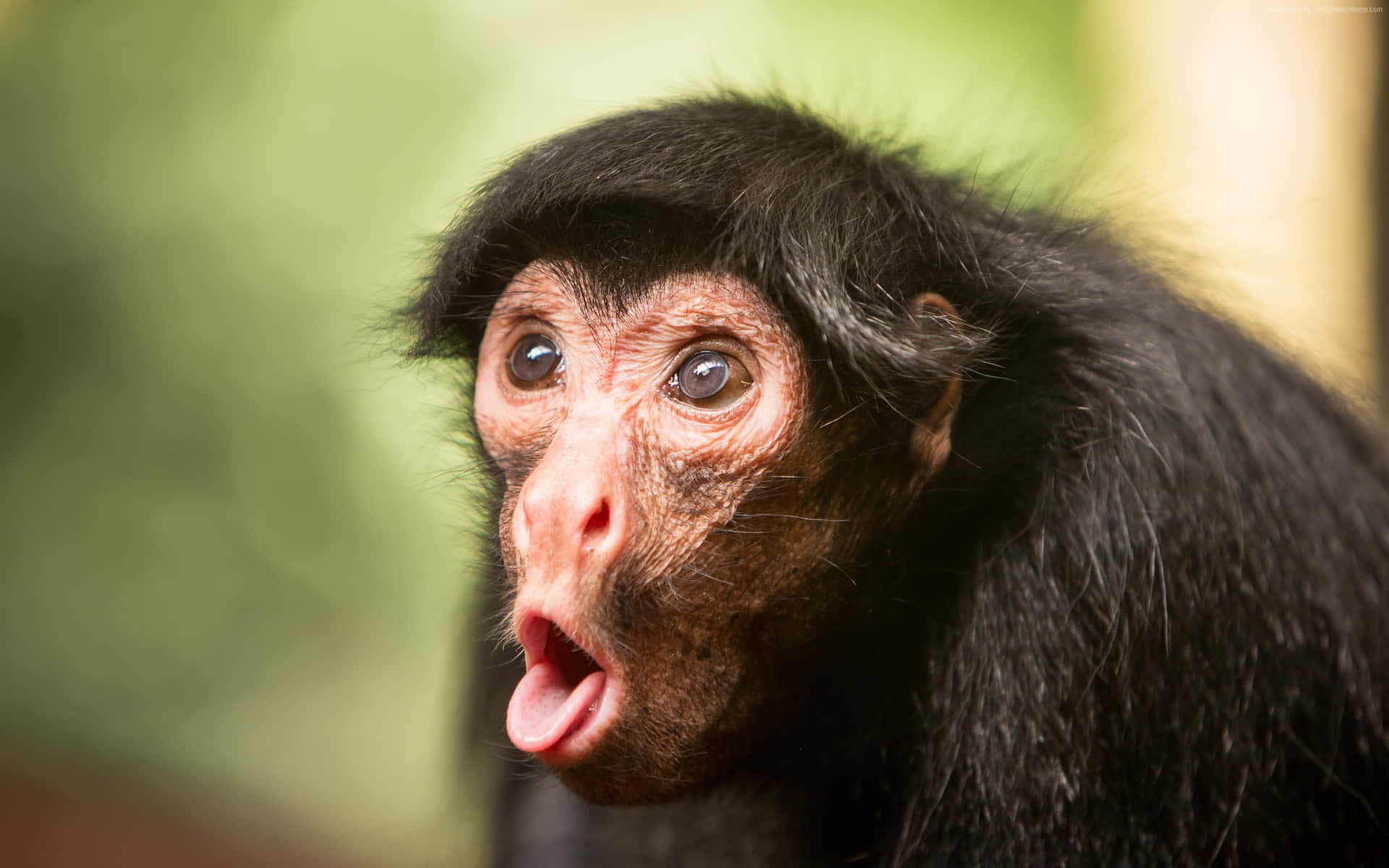 Funny Cute Animals Monkey Surprised Background