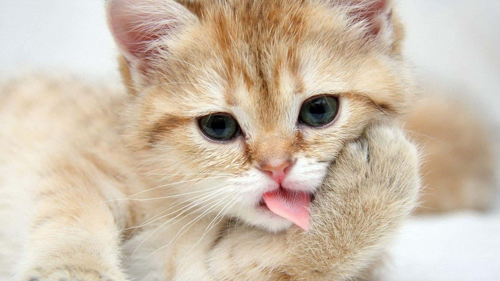 Funny Cute Animals Munchkin Cat