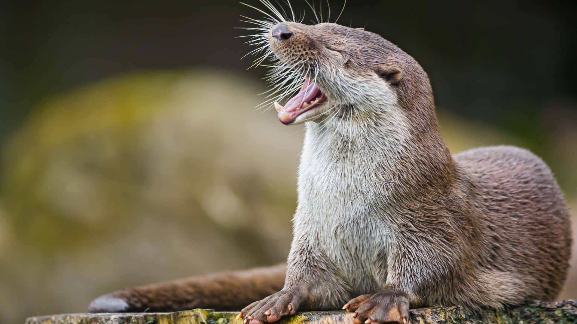 Funny Cute Animals Yawning Otter Background