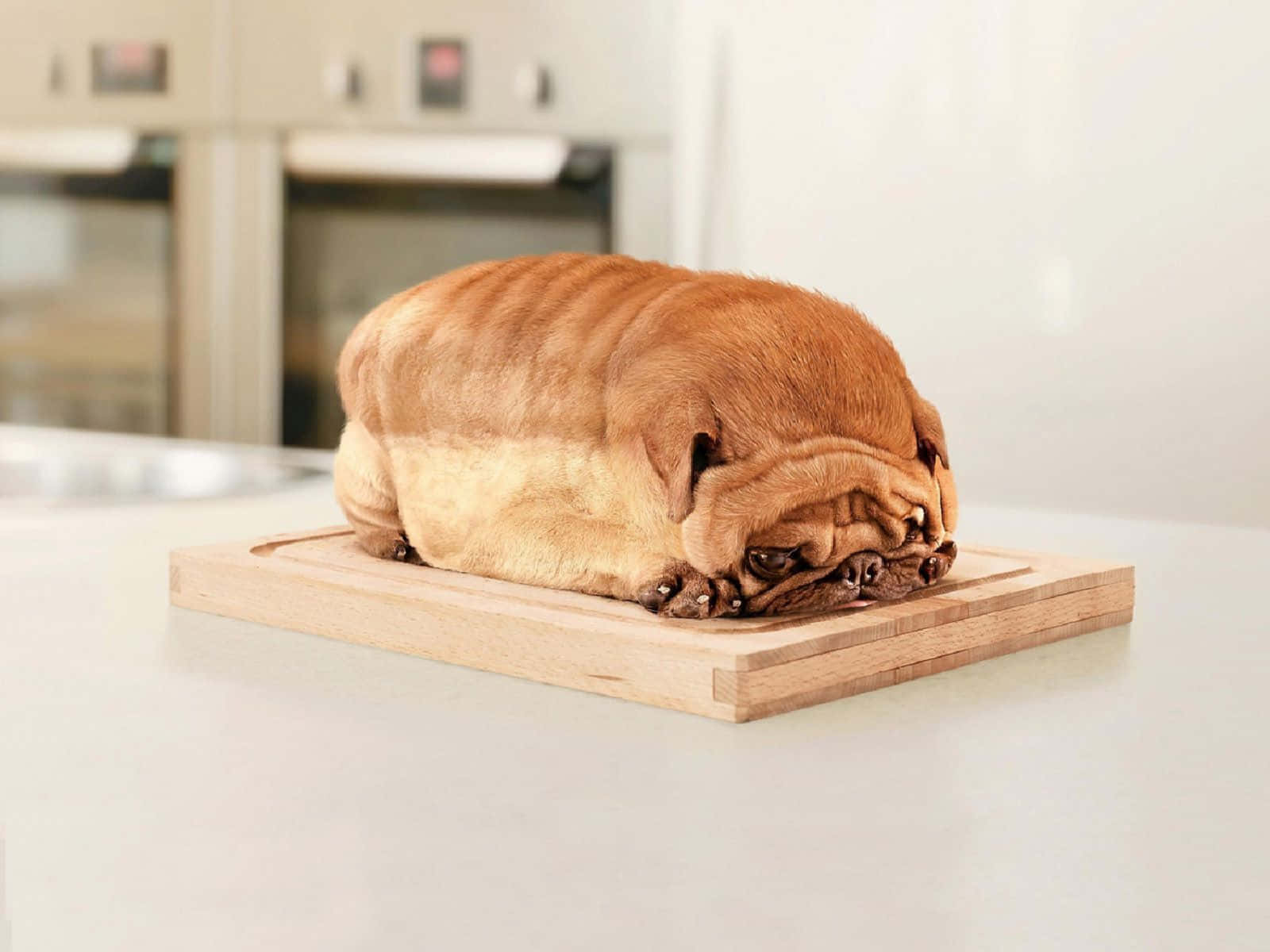Funny Dog Formed Into Loaf
