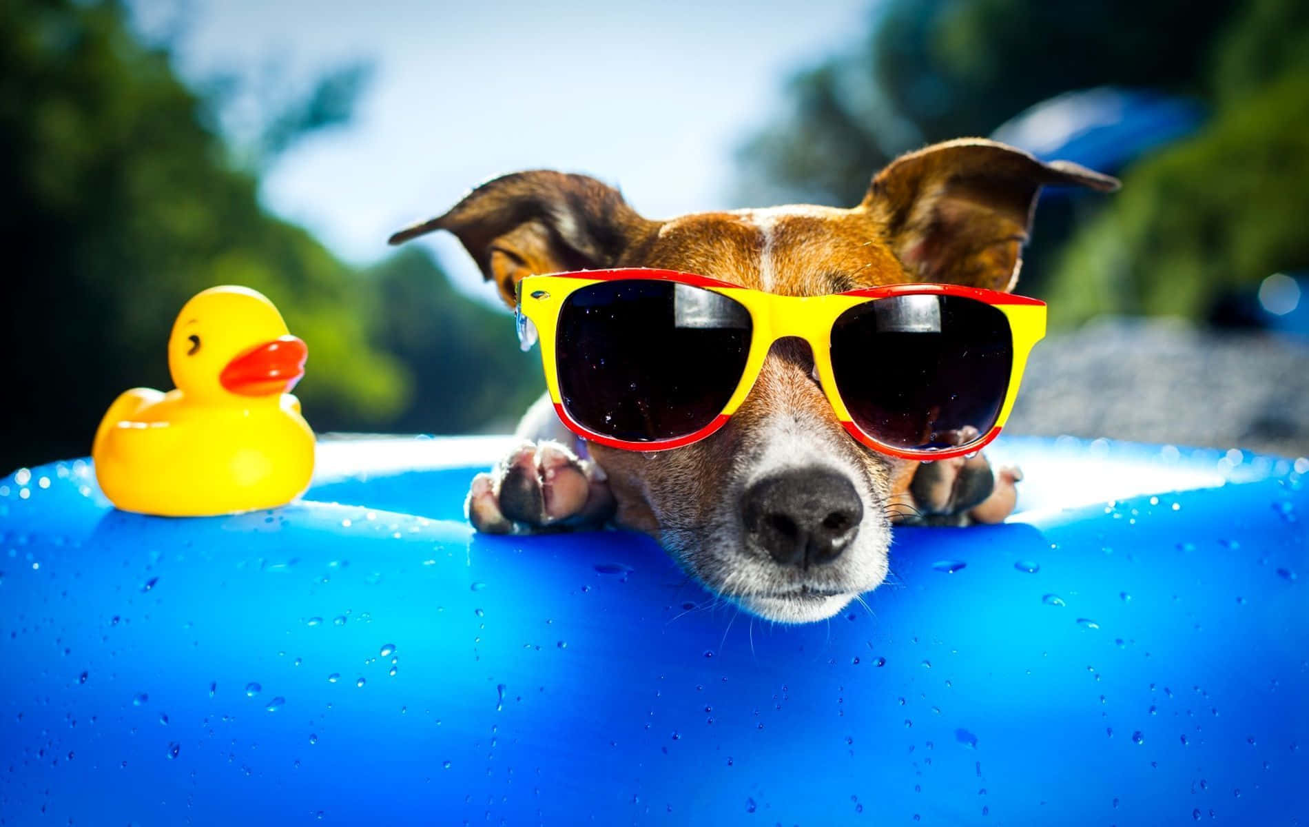 Funny Dog Inside Pool Background