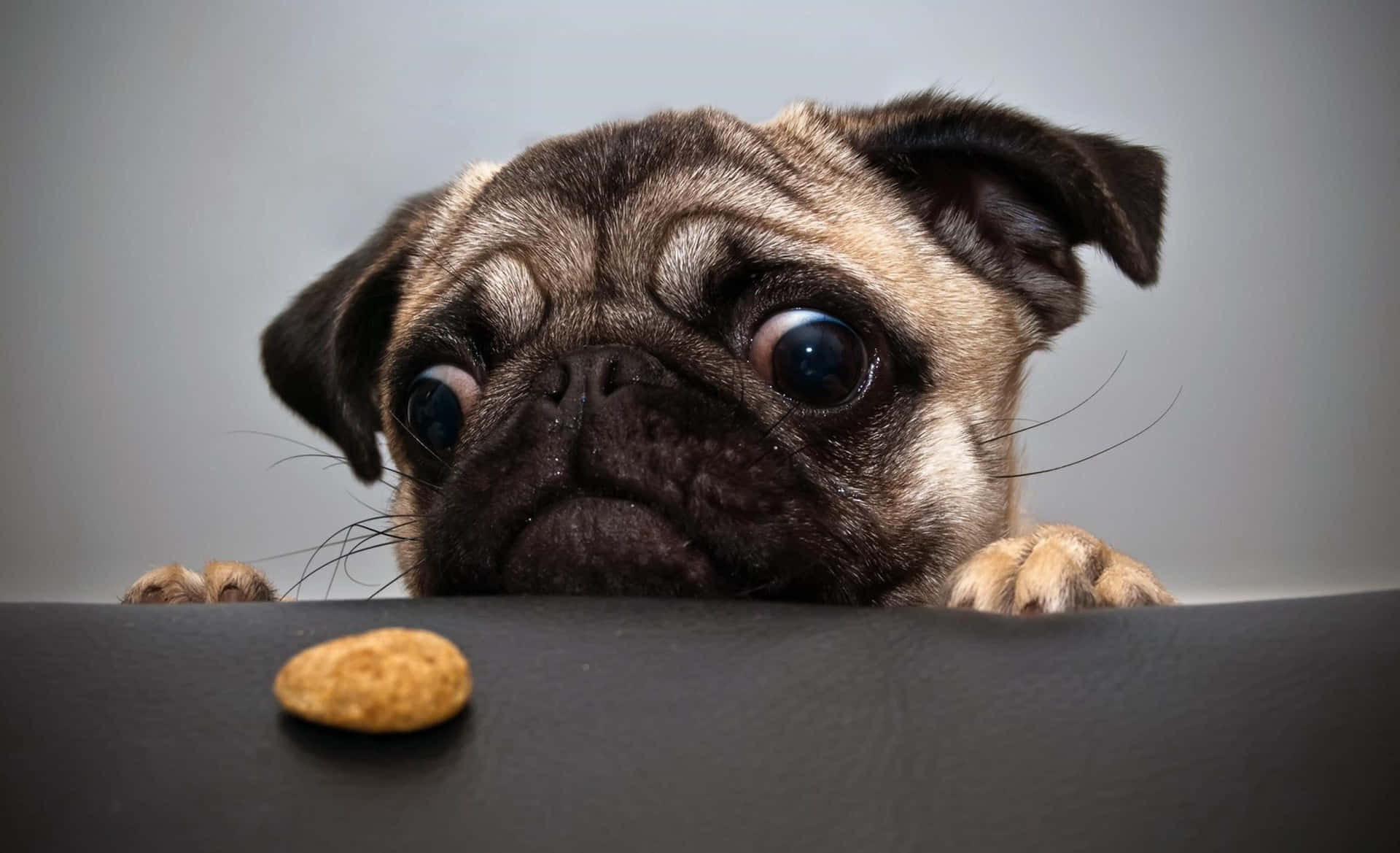 Funny Dog Looking At Piece Of Food