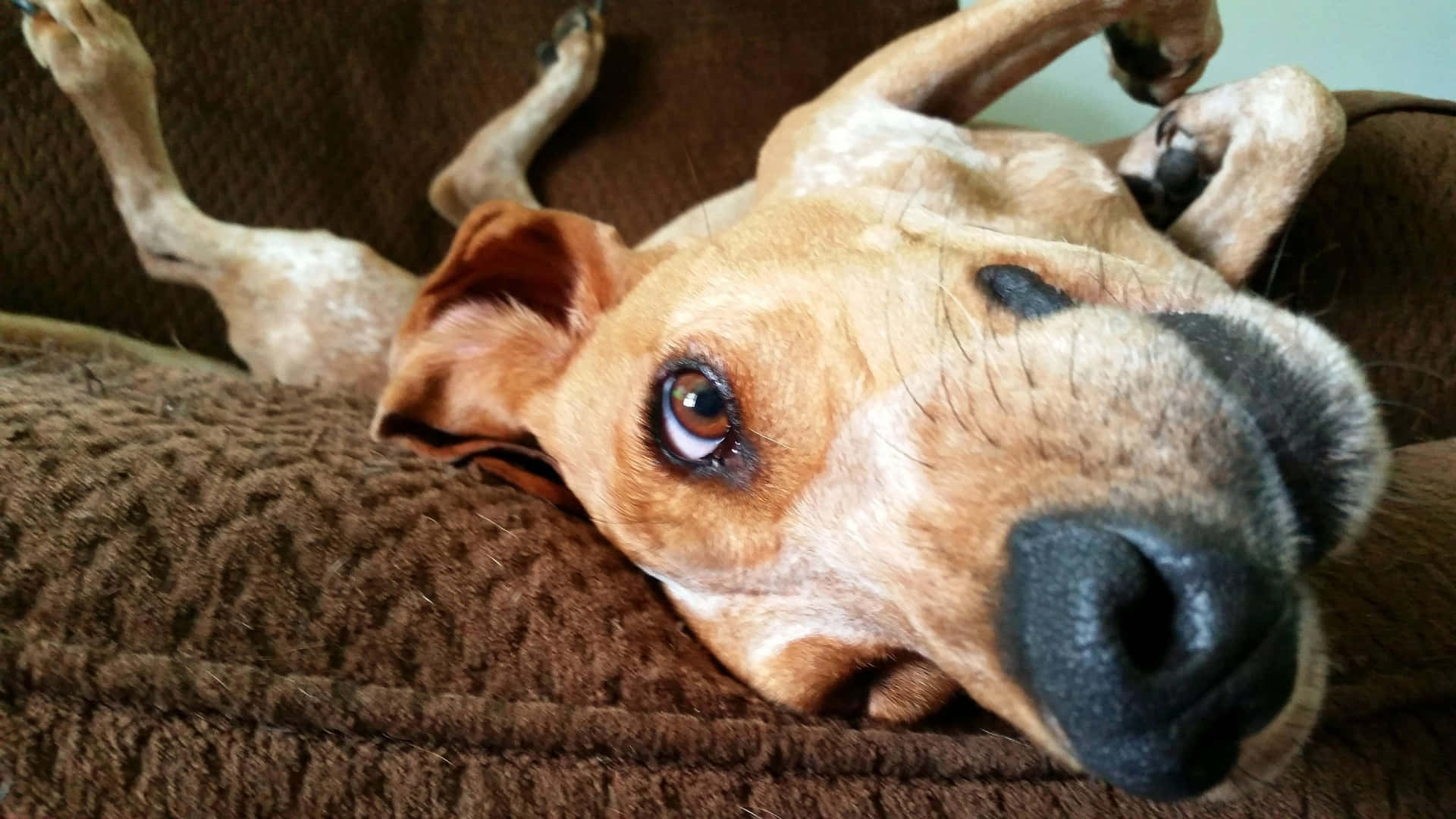 Funny Dog On Brown Sofa