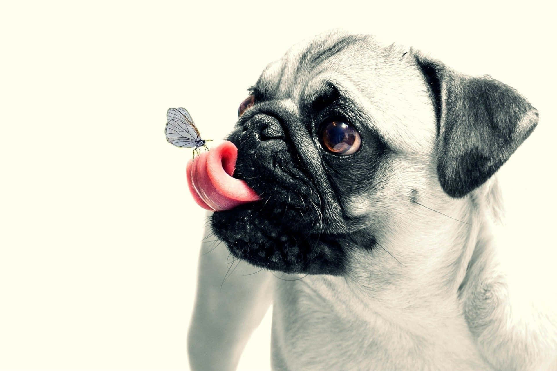 Funny Dog Pug With Butterfly