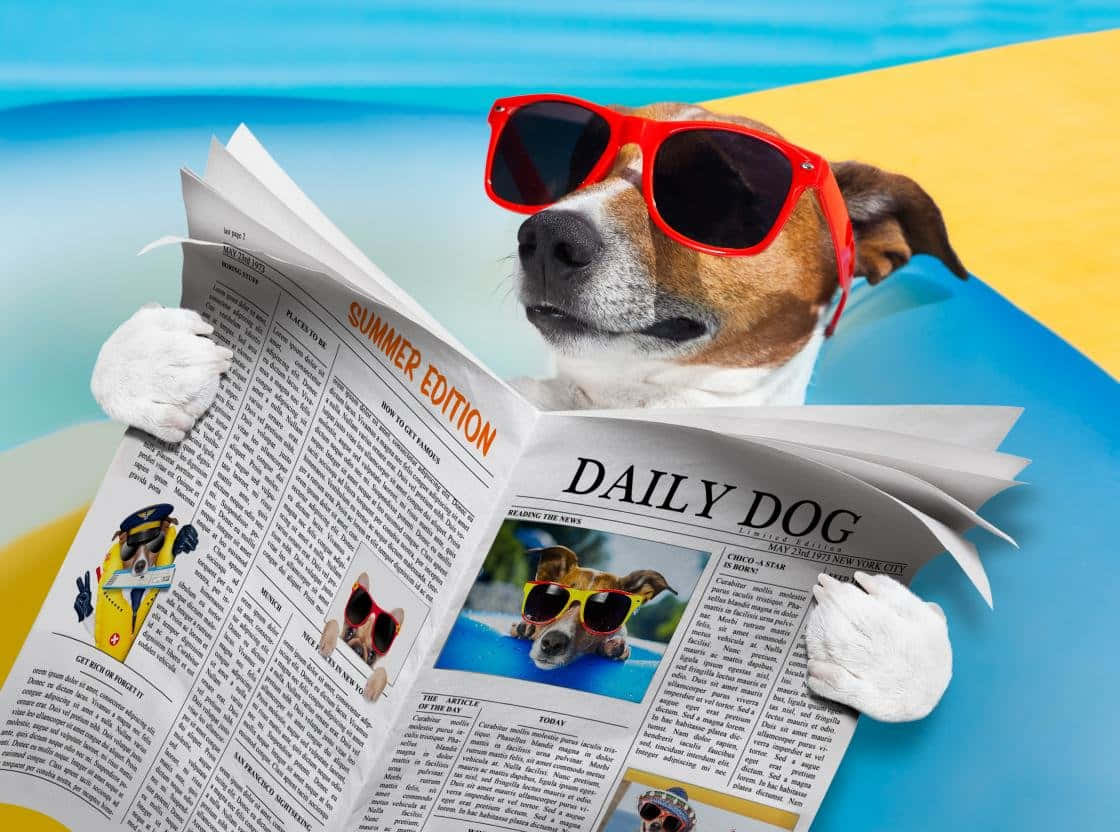 Funny Dog Reading Newspaper
