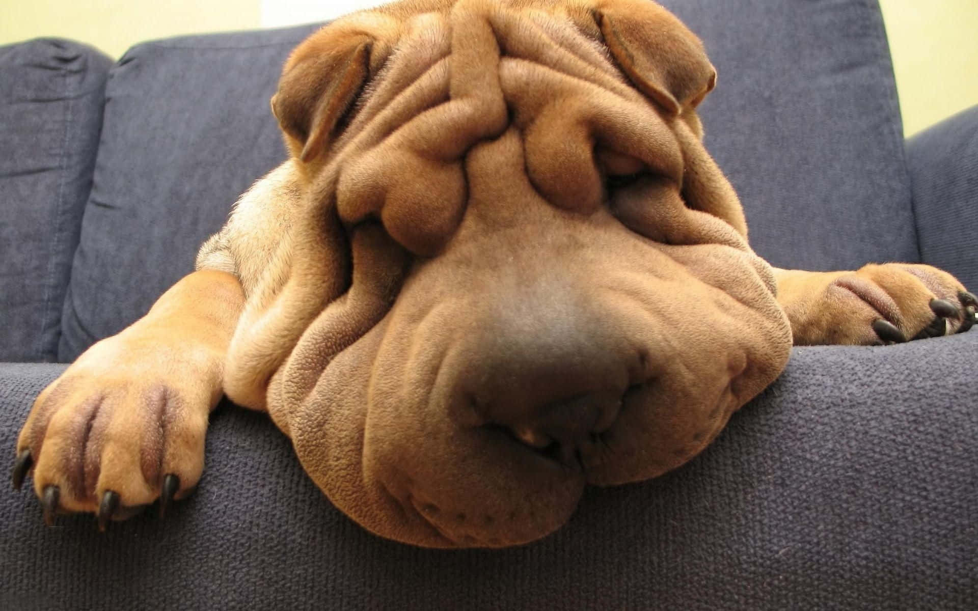 Funny Dog Shar Pei Sleeps On Couch Background