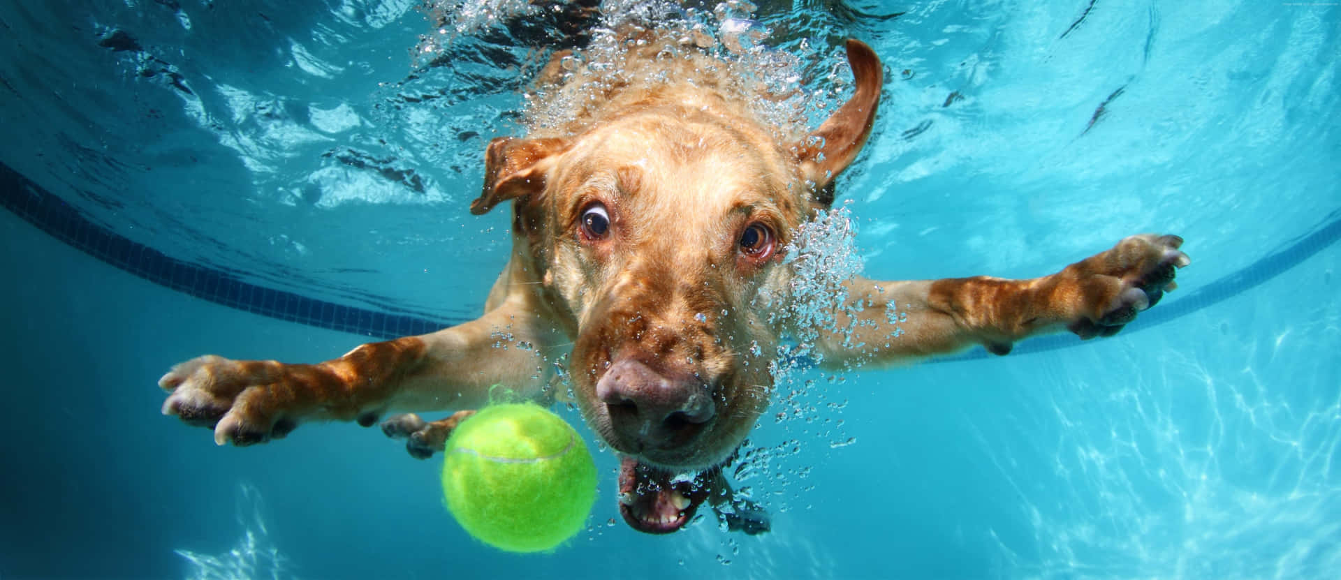 Funny Dog Underwater With Ball