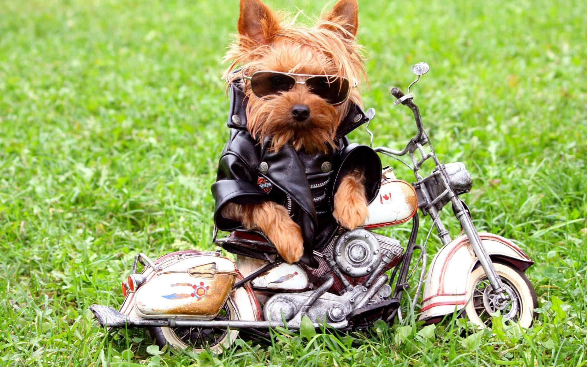 Funny Dog With Toy Motorcycle