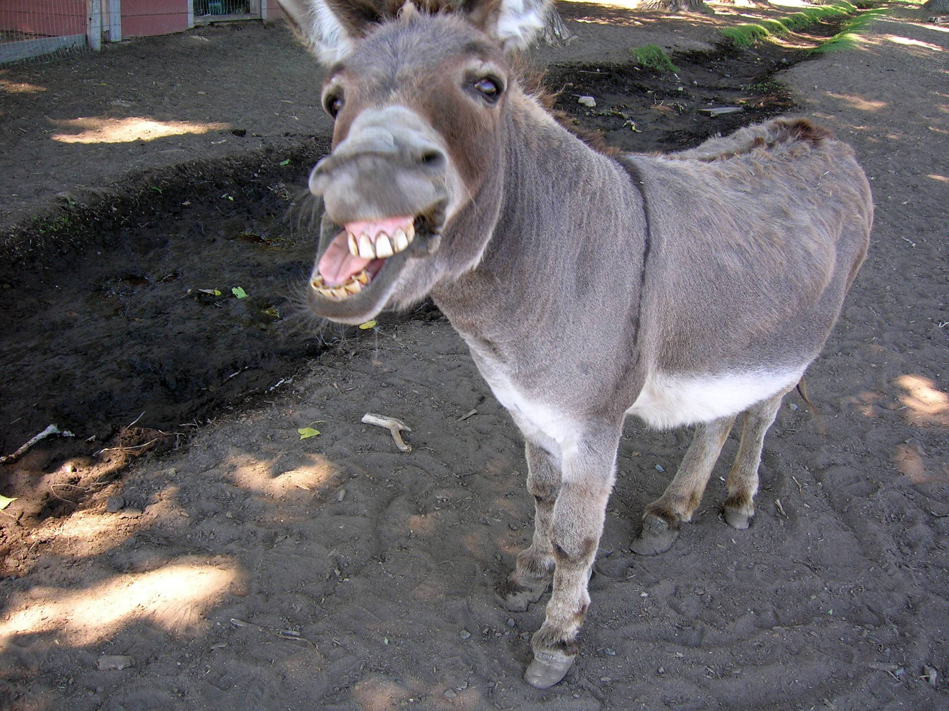 Funny Donkey Face Background