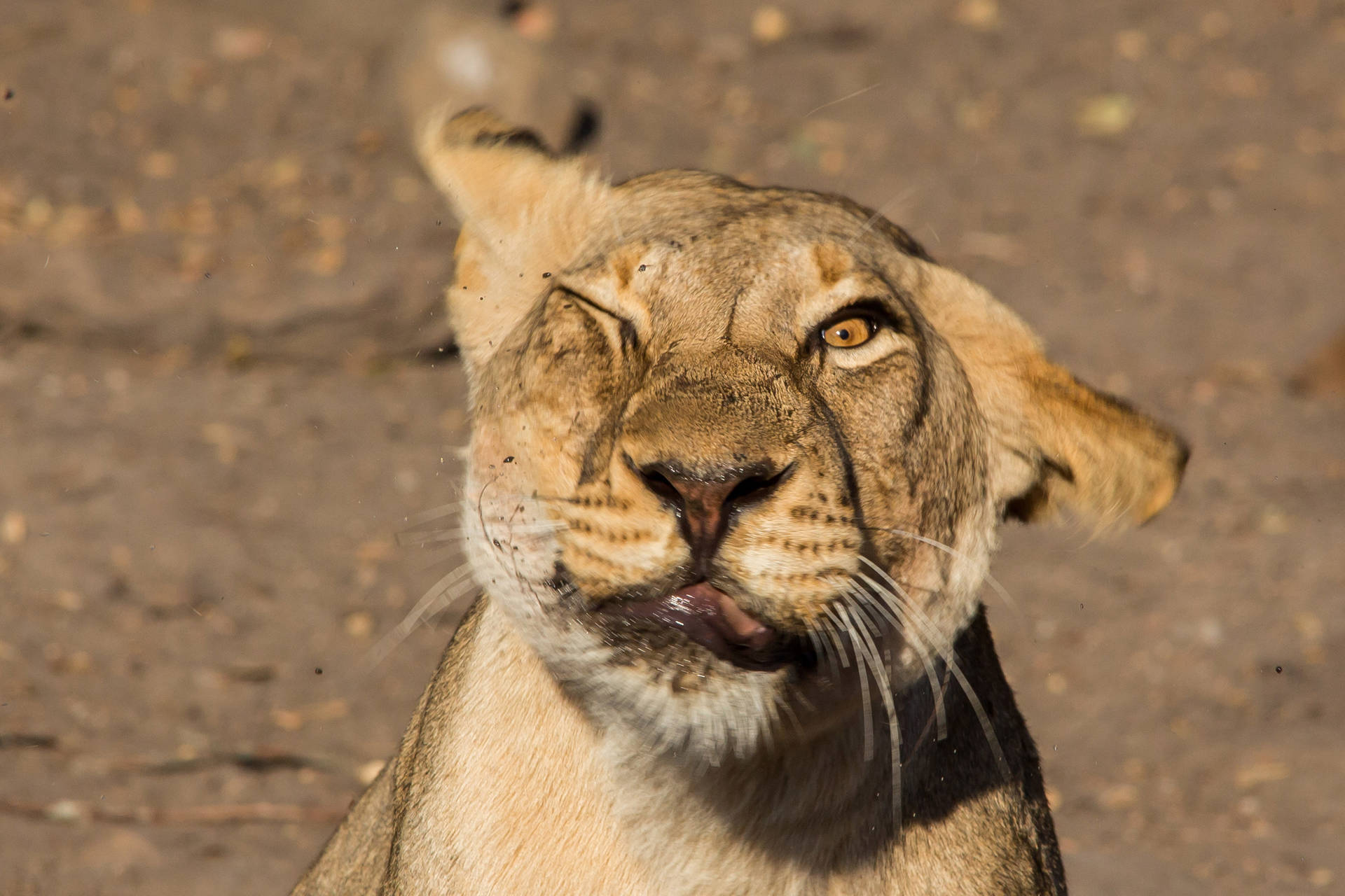 Funny Face Of A Lioness