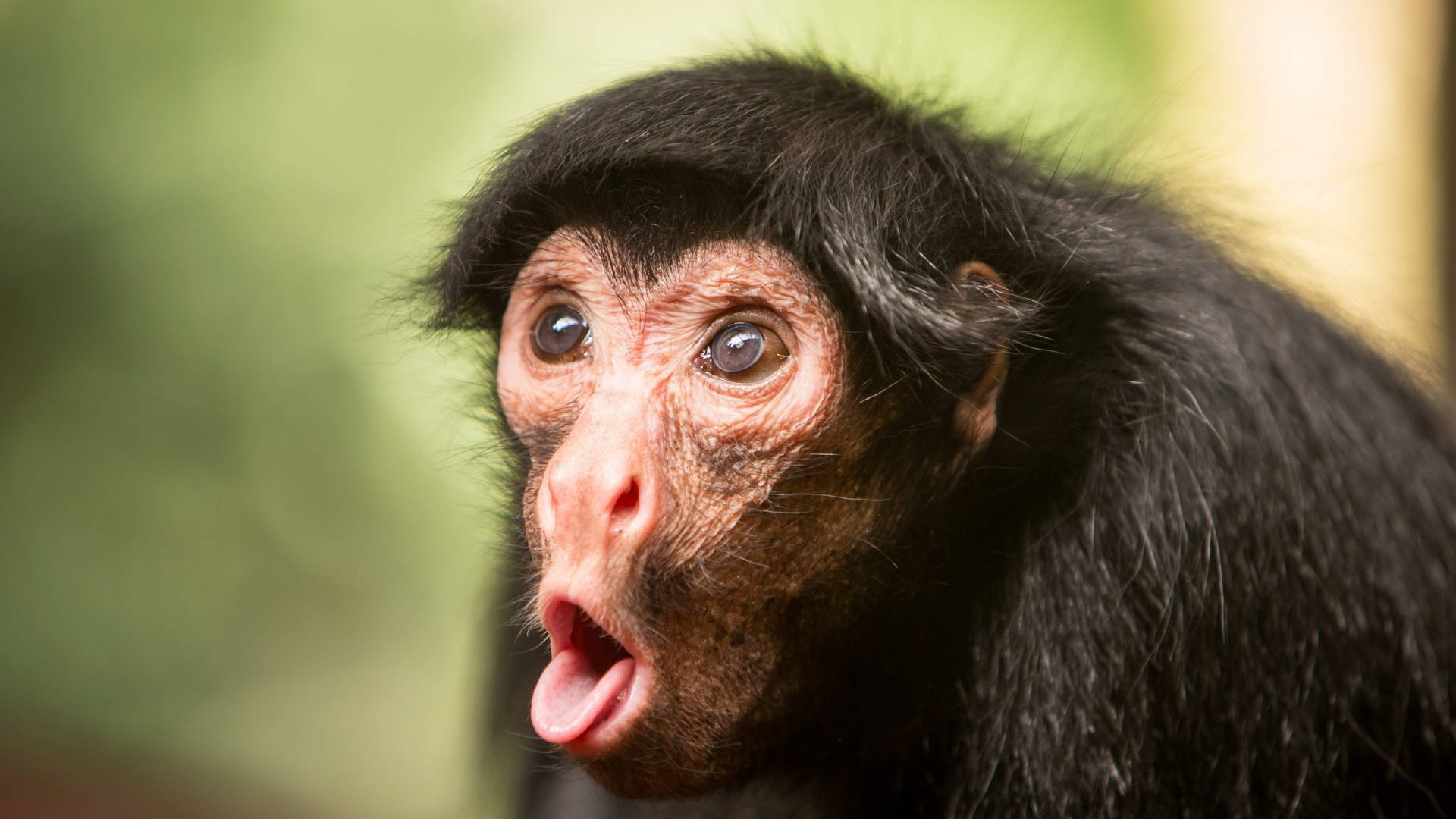 Funny Face Of A Monkey Background