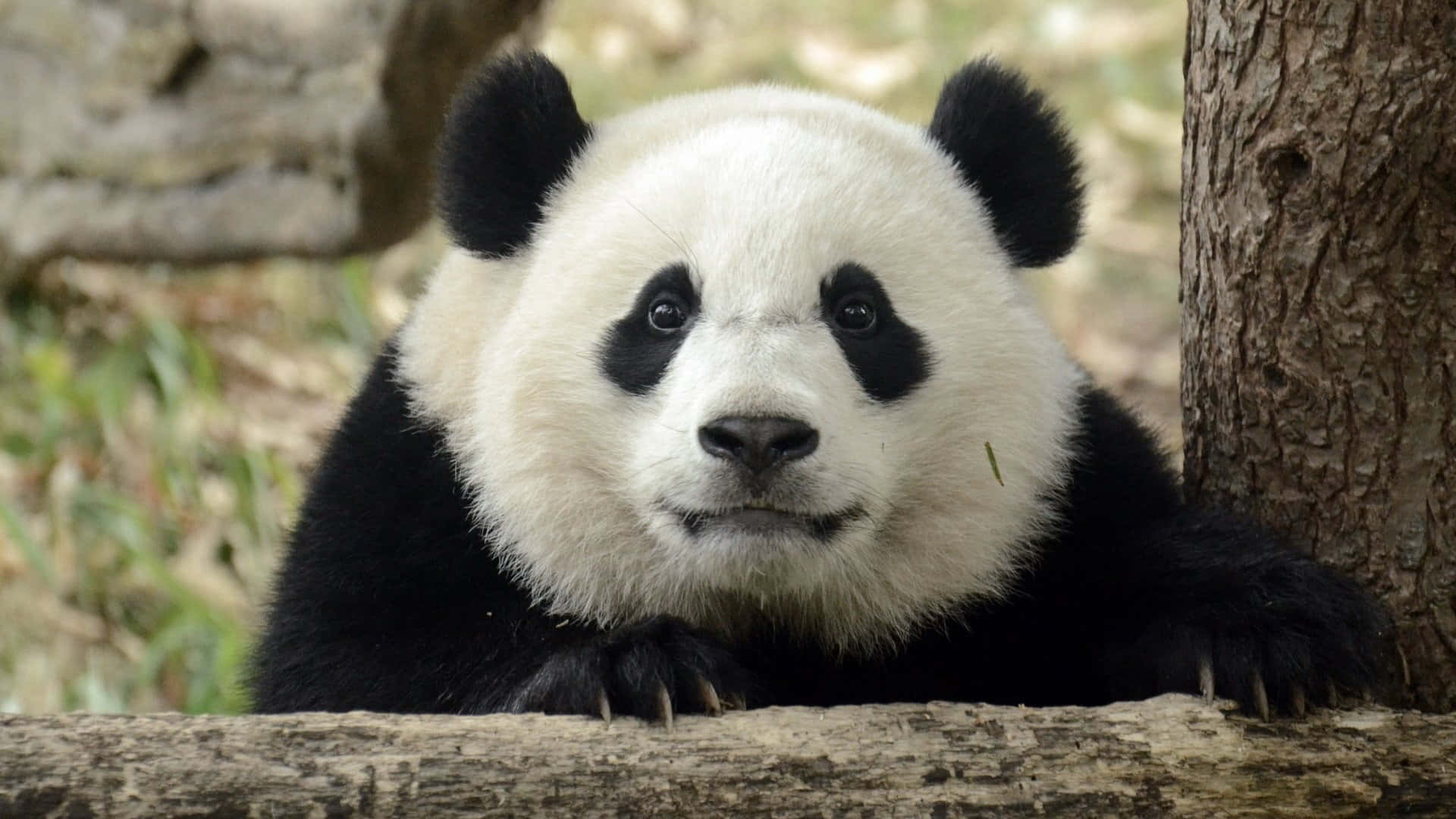 Funny Face Of A Panda Laptop Background