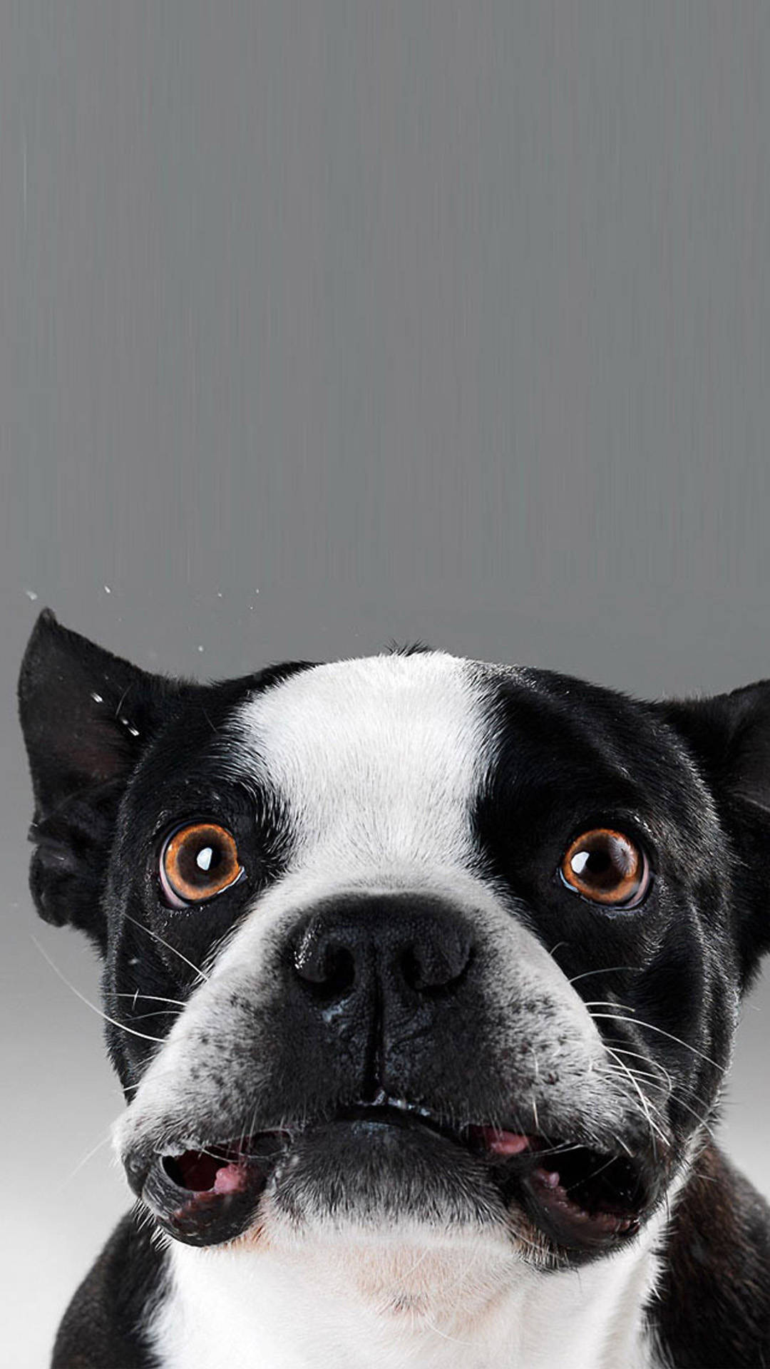 Funny Face Of Boston Terrier Pup Background