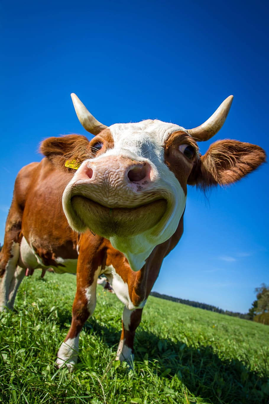 Funny Farm Animal Cattle Smiling At Camera Background