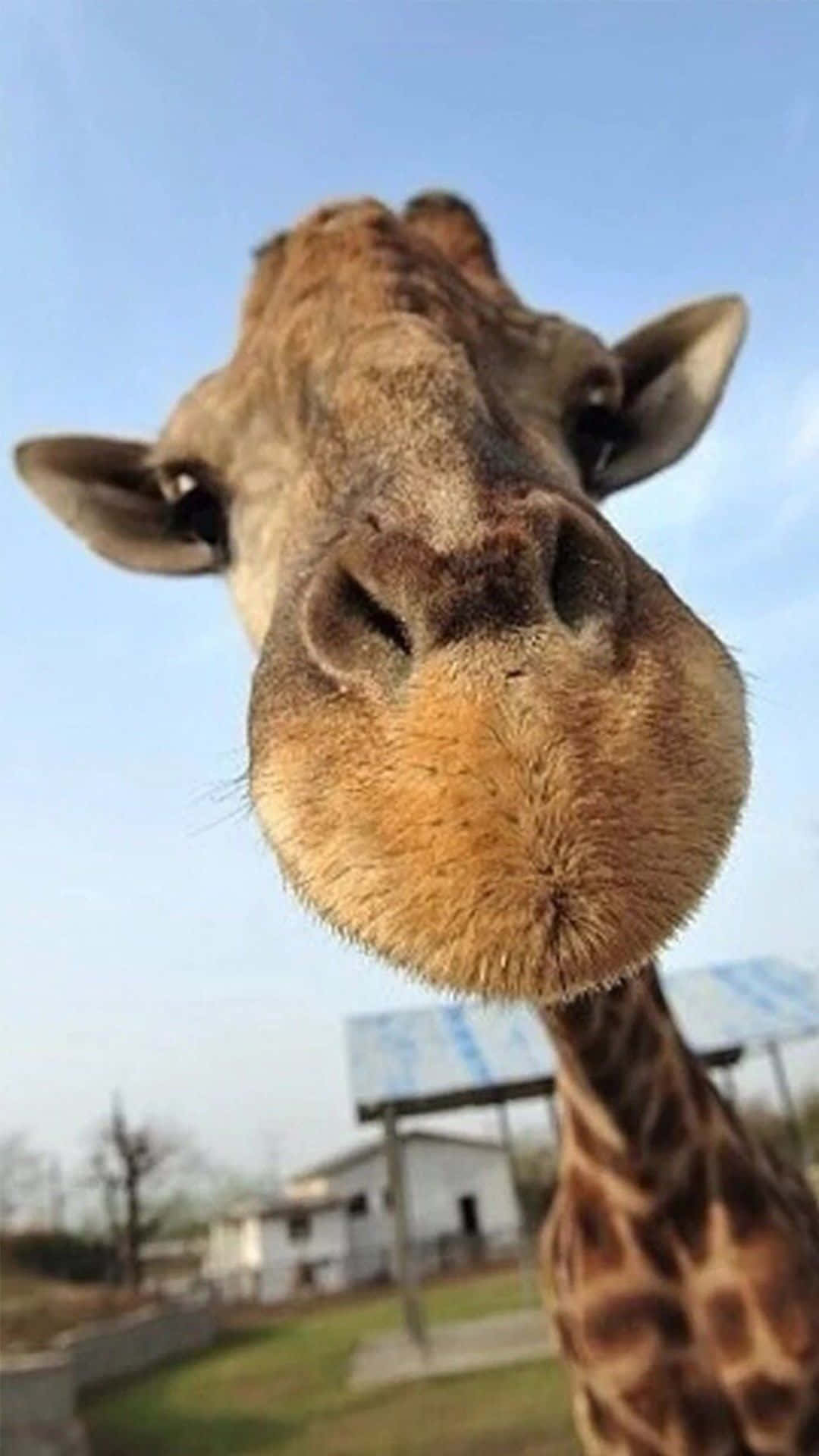 Funny Giraffe Approaches The Camera Background