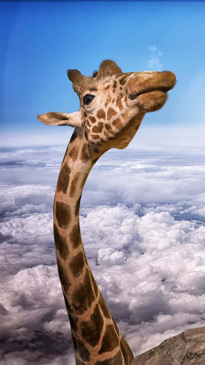 Funny Giraffe Breaking Through Clouds Background