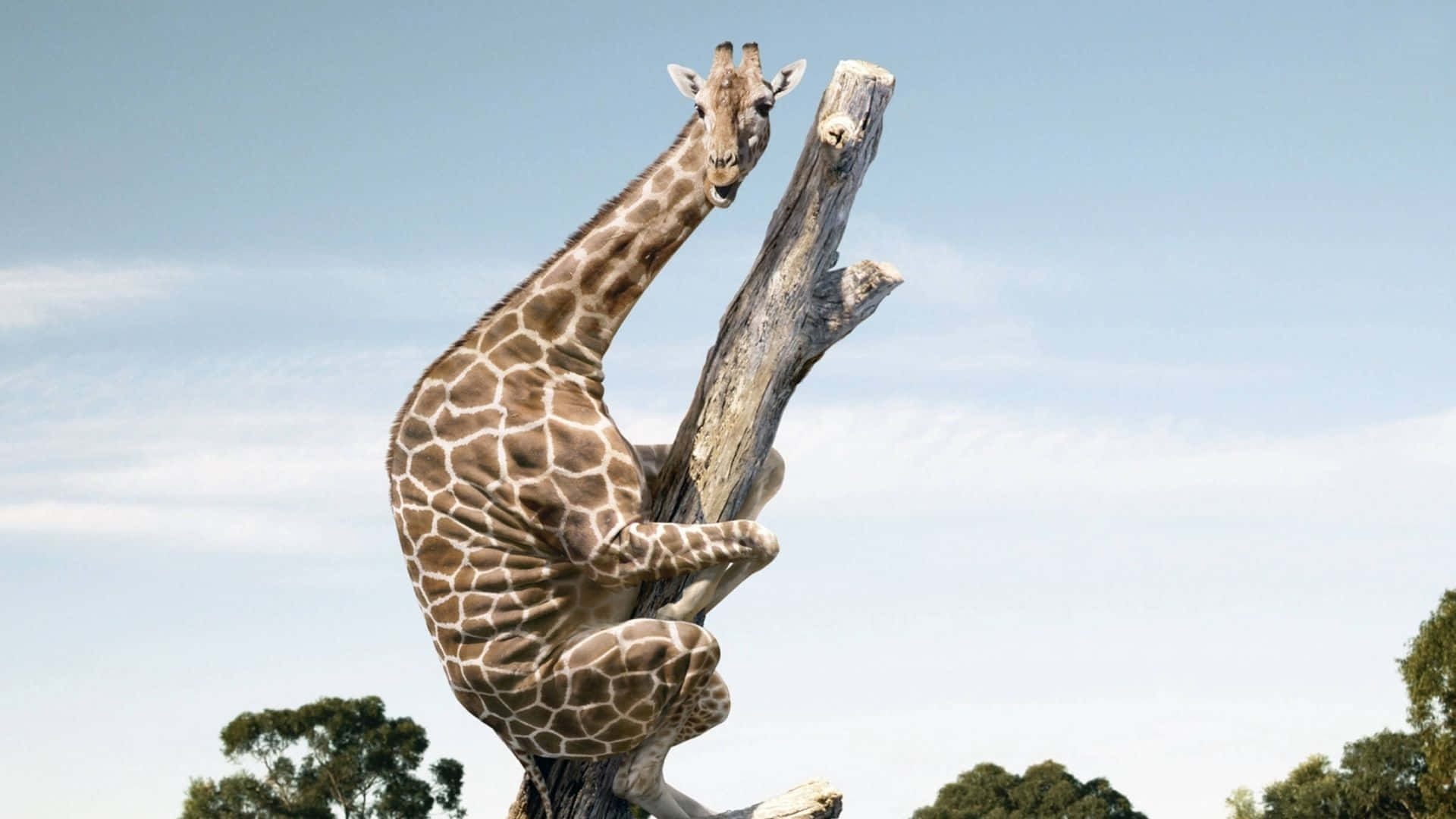 Funny Giraffe Clinging On Dead Tree Background