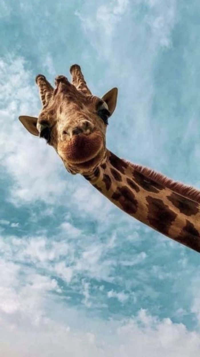 Funny Giraffe Smiling At The Camera Background