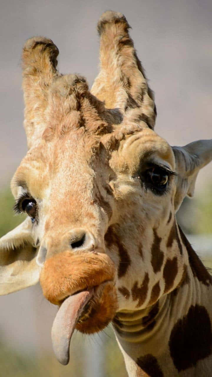 Funny Giraffe Sticking Its Tongue Out Background