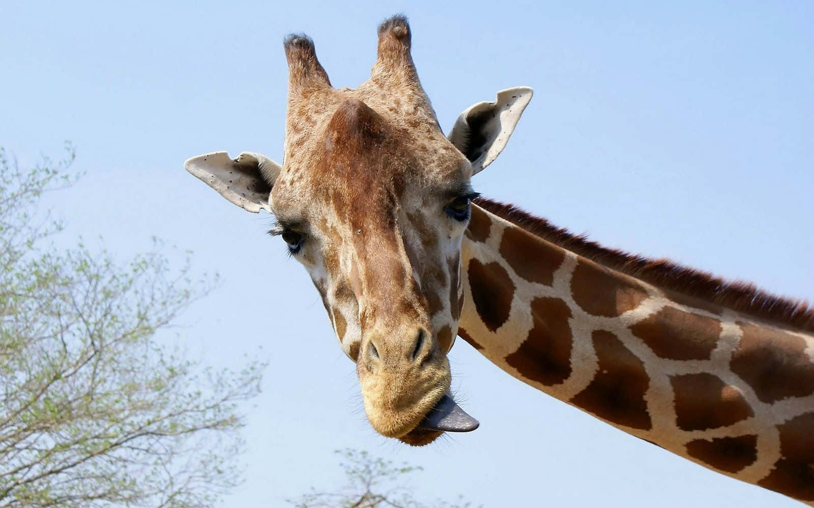 Funny Giraffe Sticking Out Tongue On The Side Background