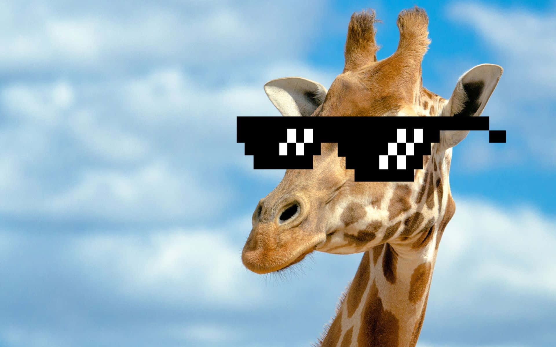 Funny Giraffe Wearing 8 Bit Sunglasses Background
