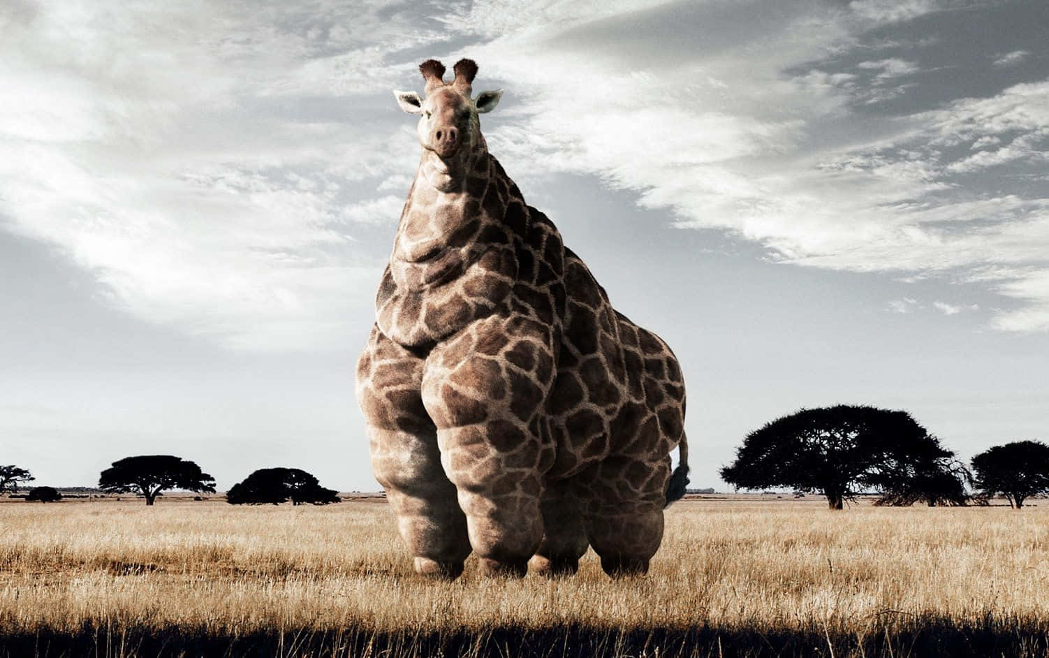 Funny Giraffe With An Unrealistically Bloated Body Background