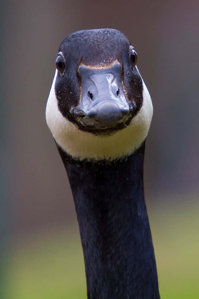 Funny Goose Black Head Stare Background