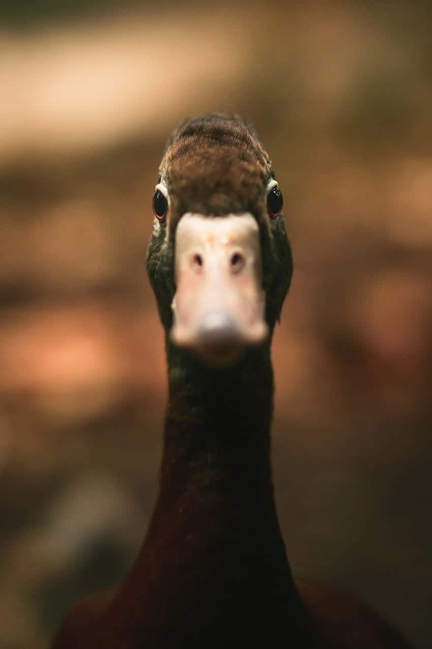 Funny Goose Blank Stare Background