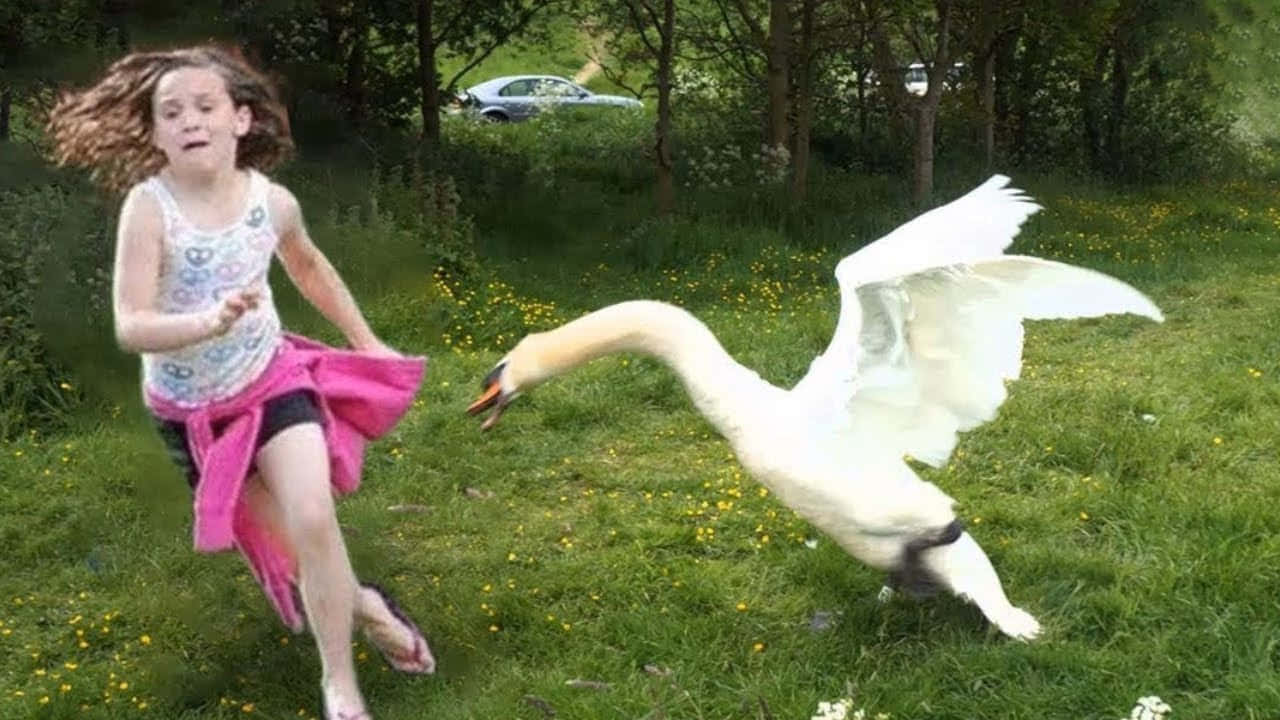 Funny Goose Chasing Girl Background