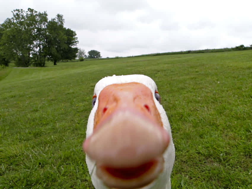 Funny Goose Face Background