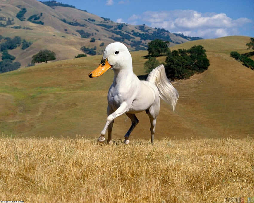 Funny Goose Head On Horse Background