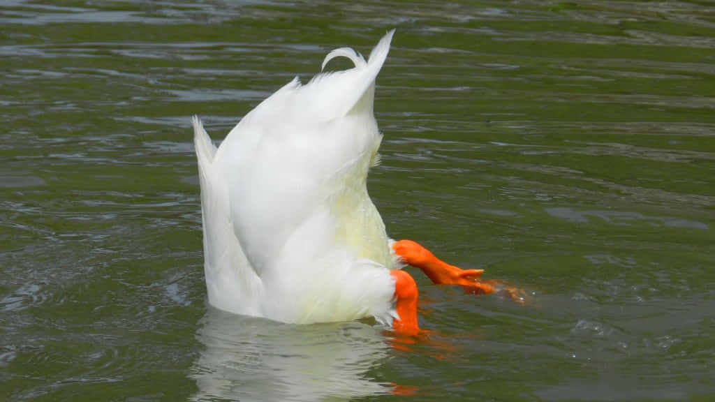 Funny Goose Head Underwater Background