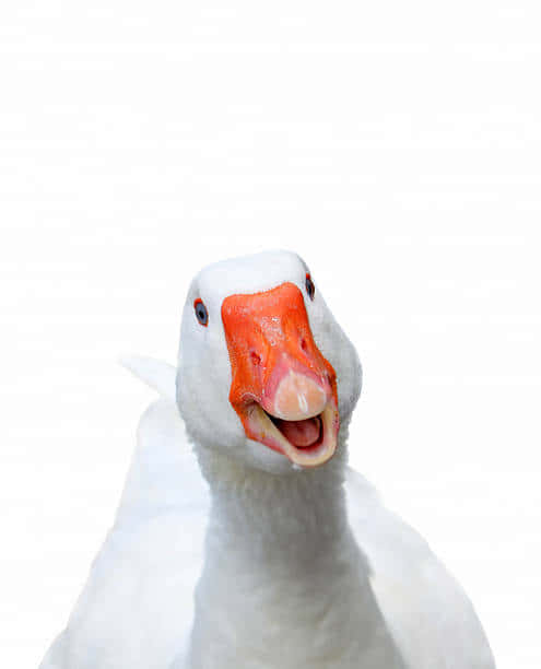 Funny Goose Laughing White Background Background