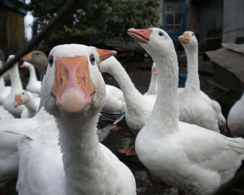 Funny Goose Looking At Camera Background