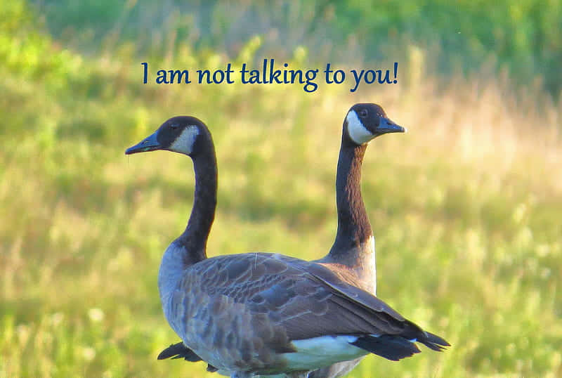 Funny Goose Not Talking To You Background